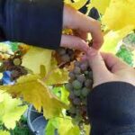 How to increase the flexibility of grape bunches?